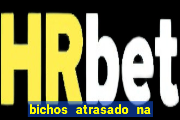bichos atrasado na loteria dos sonhos